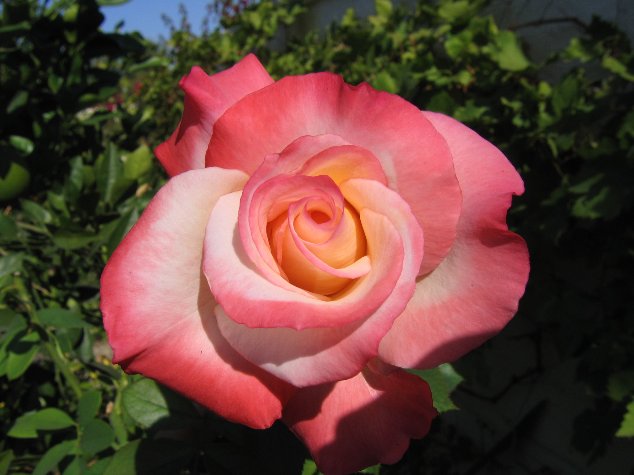 #FlowerFridayRoses1