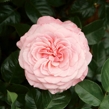 #FlowerFridayRoses3