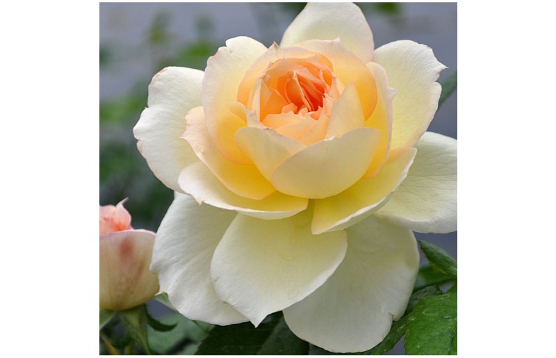 #FlowerFridayRoses5
