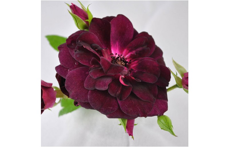 #FlowerFridayRoses6