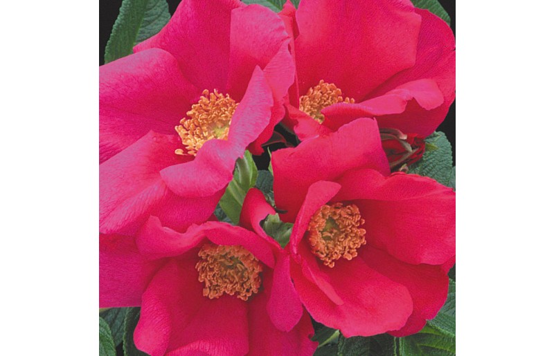 #FlowerFridayRoses7