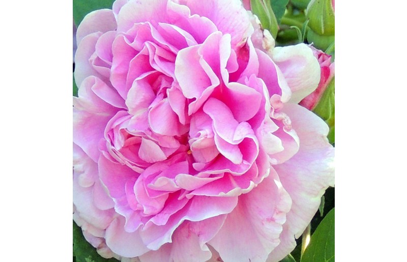 #FlowerFridayRoses8