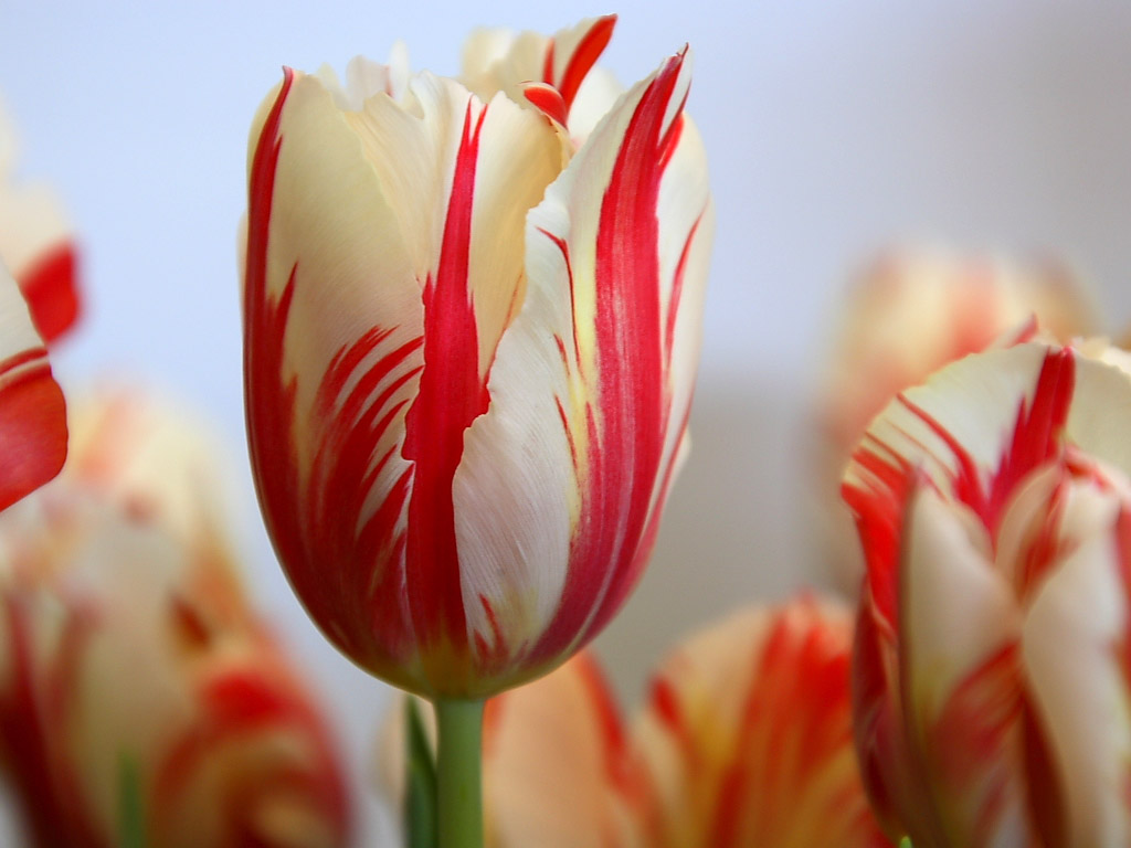 FlowerFridayTulips2