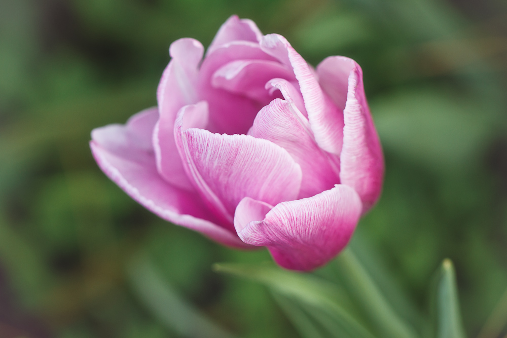FlowerFridayTulips3