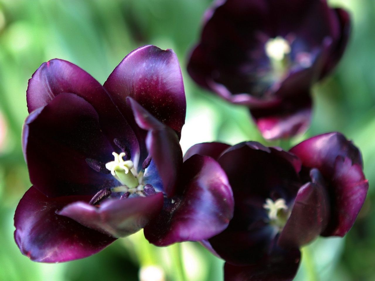 FlowerFridayTulips4