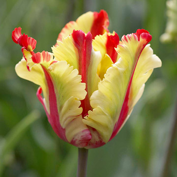 FlowerFridayTulips5