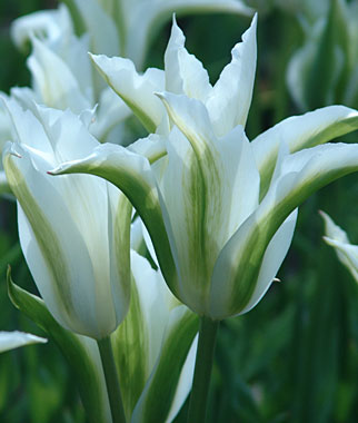 FlowerFridayTulips6