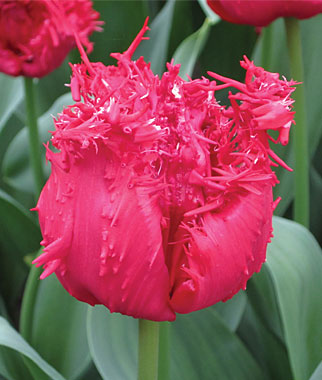 FlowerFridayTulips7