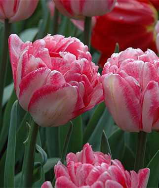 FlowerFridayTulips8